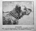 chien-pyrame_pdg84